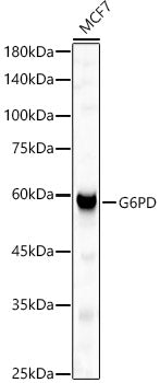 G6PD Rabbit pAb