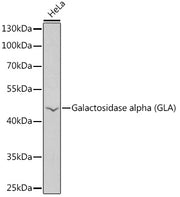 Galactosidase alpha (GLA) Rabbit pAb