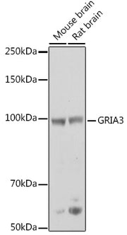 GRIA3 Rabbit pAb