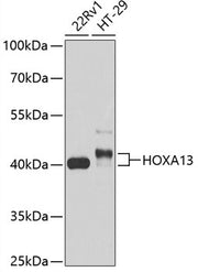 HOXA13 Rabbit pAb