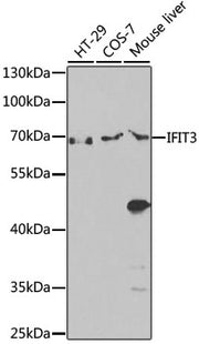 IFIT3 Rabbit pAb