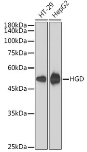 HGD Rabbit mAb