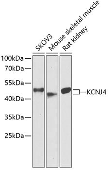 KCNJ4 Rabbit pAb