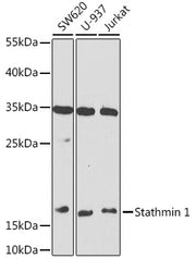 Stathmin 1 Rabbit pAb
