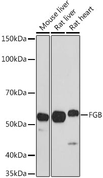 FGB Rabbit pAb
