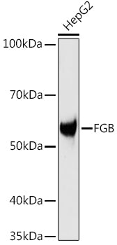 FGB Rabbit pAb