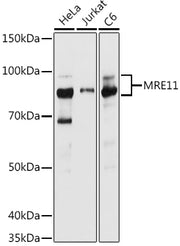 MRE11 Rabbit pAb