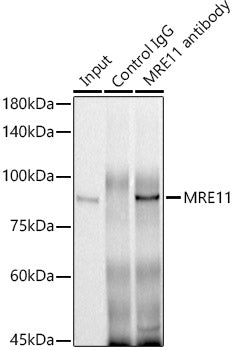 MRE11 Rabbit pAb