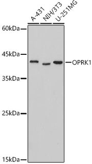 OPRK1 Rabbit pAb