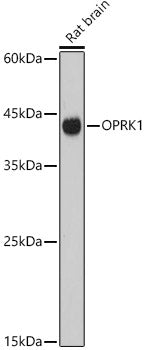 OPRK1 Rabbit pAb
