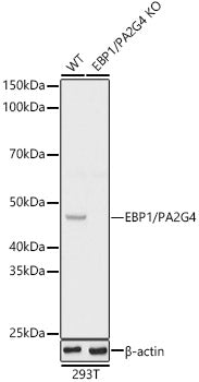 [KO Validated] EBP1/PA2G4  Rabbit pAb