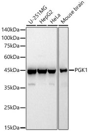 PGK1 Rabbit pAb