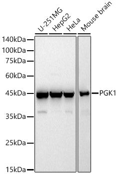 PGK1 Rabbit pAb