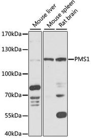 PMS1 Rabbit pAb