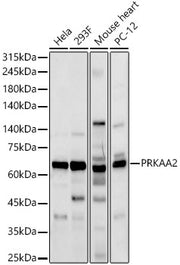 AMPKα2 Rabbit pAb