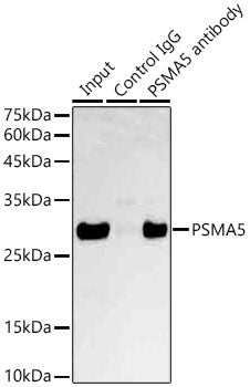 PSMA5 Rabbit pAb