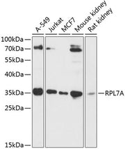 RPL7A Rabbit pAb
