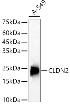 CLDN2 Rabbit pAb