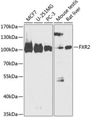 FXR2 Rabbit pAb