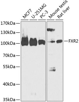 FXR2 Rabbit pAb