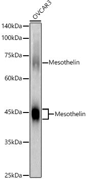 Mesothelin Rabbit pAb