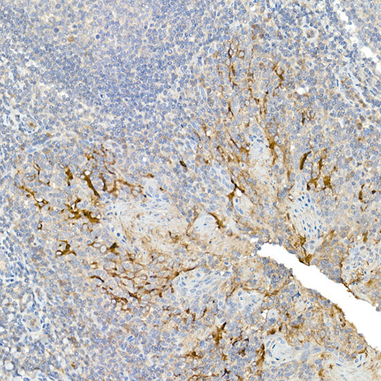 Mesothelin Rabbit pAb
