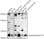 Apolipoprotein C3 Rabbit pAb