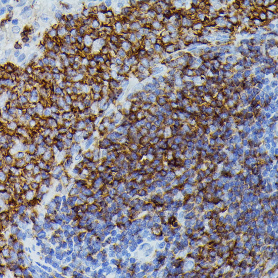 Apolipoprotein C3 Rabbit pAb