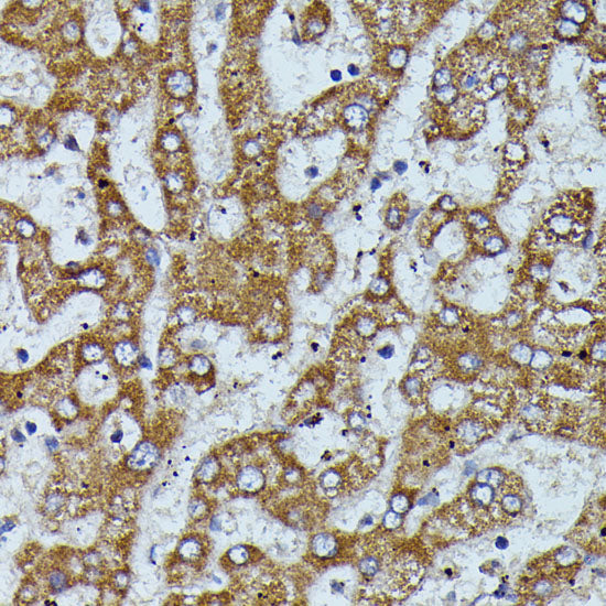Apolipoprotein C3 Rabbit pAb