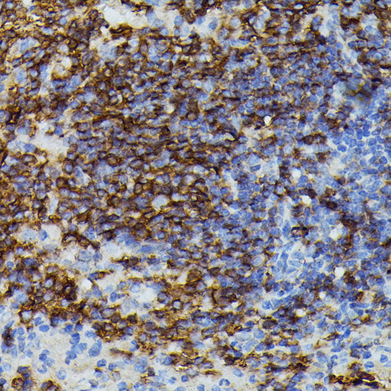Apolipoprotein C3 Rabbit pAb