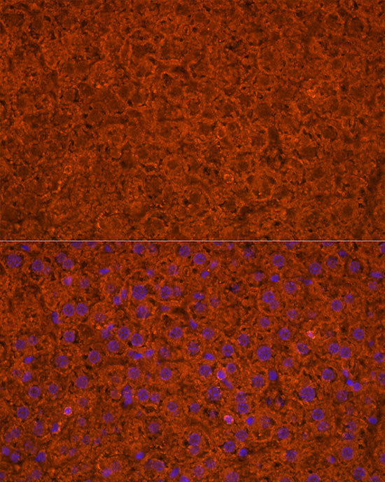 Apolipoprotein C3 Rabbit pAb