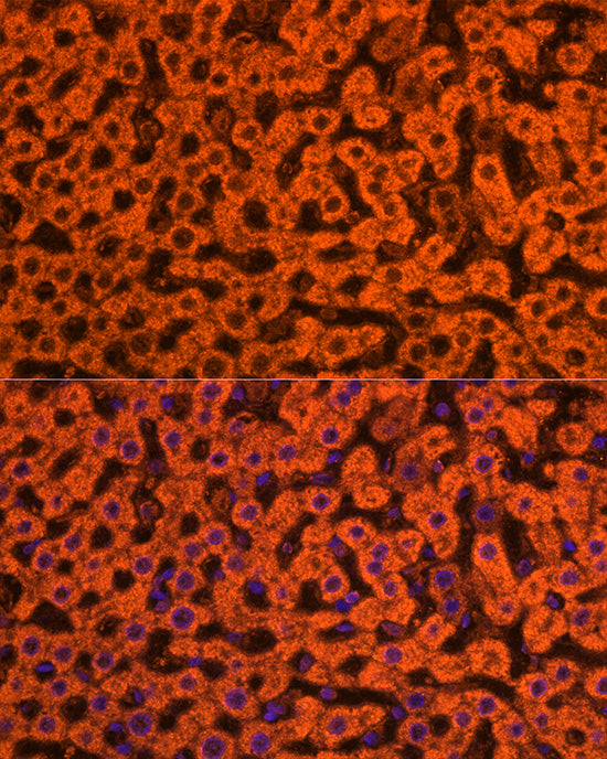 Apolipoprotein C3 Rabbit pAb