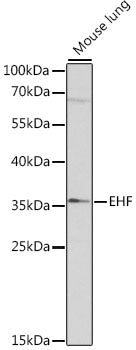 EHF Rabbit pAb