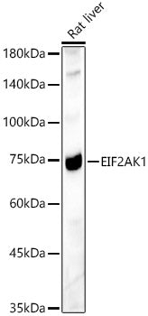 EIF2AK1 Rabbit pAb