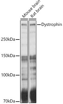 Dystrophin Rabbit pAb