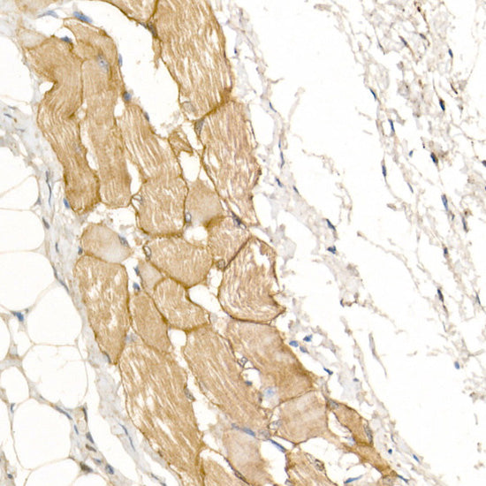 Dystrophin Rabbit pAb
