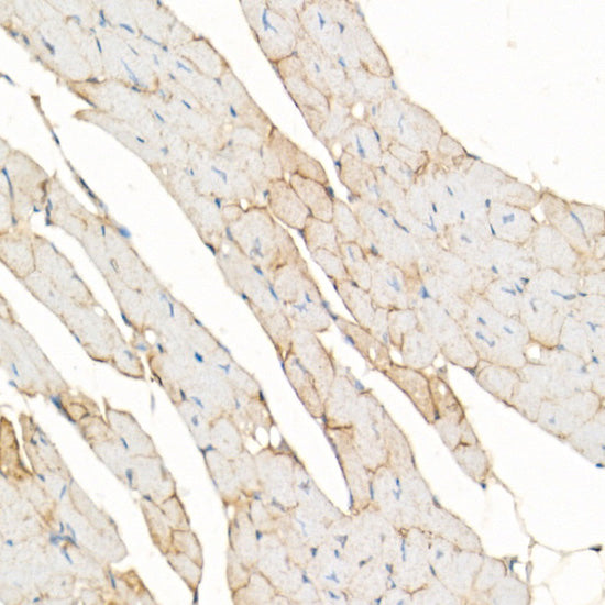 Dystrophin Rabbit pAb