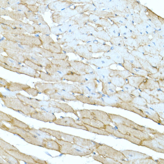 Dystrophin Rabbit pAb