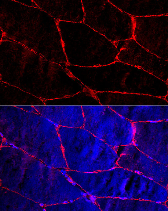 Dystrophin Rabbit pAb