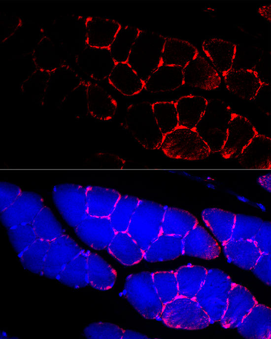 Dystrophin Rabbit pAb