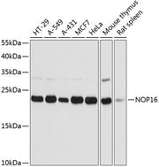 NOP16 Rabbit pAb