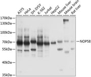 NOP58 Rabbit pAb