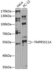 TMPRSS11A Rabbit pAb