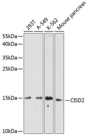 CISD2 Rabbit pAb