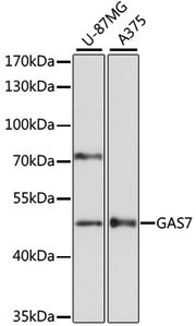 GAS7 Rabbit pAb