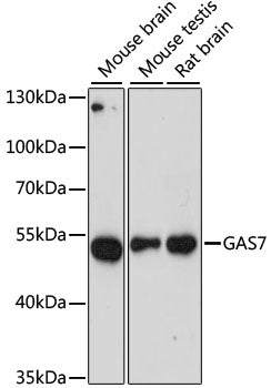 GAS7 Rabbit pAb