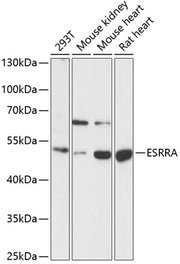 ESRRA Rabbit pAb