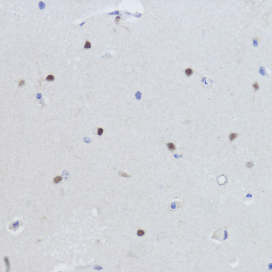 ESRRA Rabbit pAb