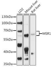 MSR1 Rabbit pAb
