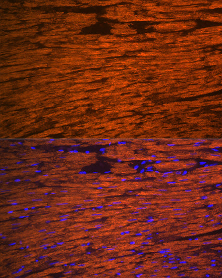 MYL2 Rabbit pAb